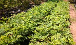 jual bibit kelengkeng pingpong