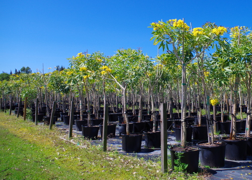 jual pohon tabebuya di Batanghari