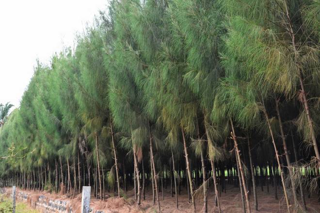 jual pohon cemara di Kutai Kartanegara