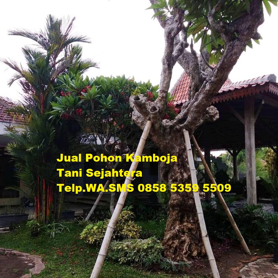 jual pohon kamboja Aceh Timur