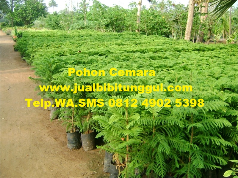 jual pohon cemara di Kutai Kartanegara