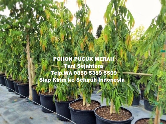 jual pohon glodokan tiang di pagar alam