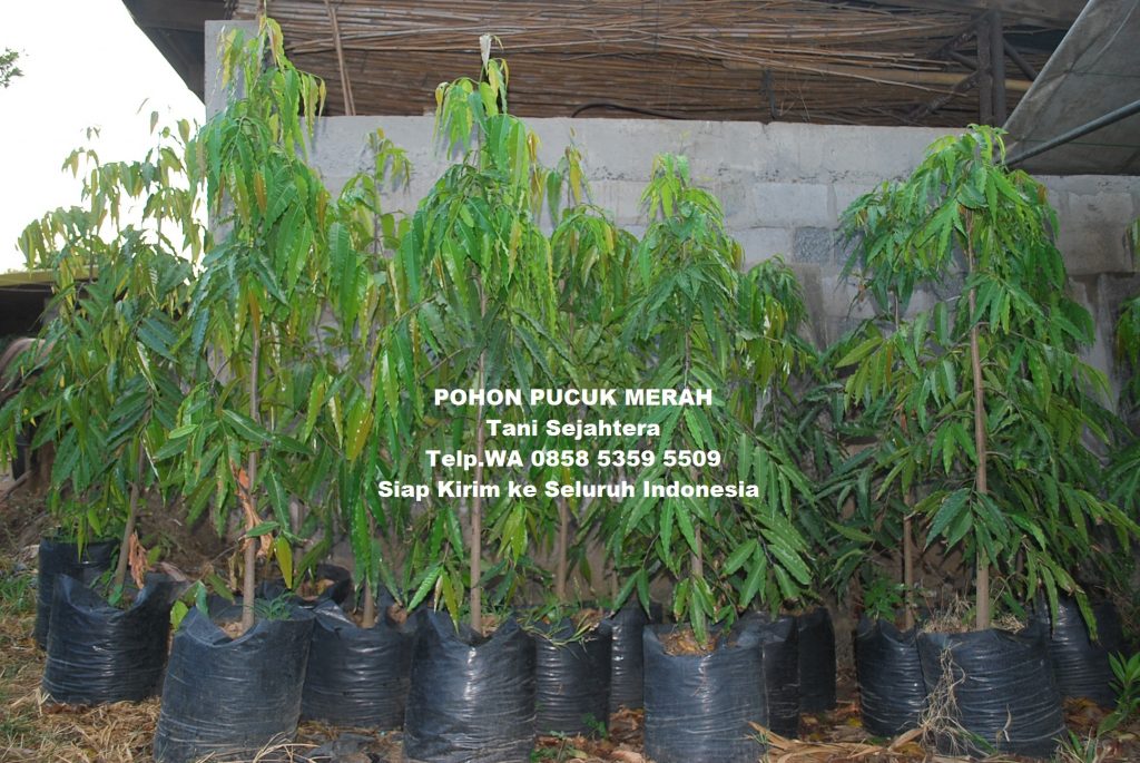 jual pohon glodokan tiang di pagar alam