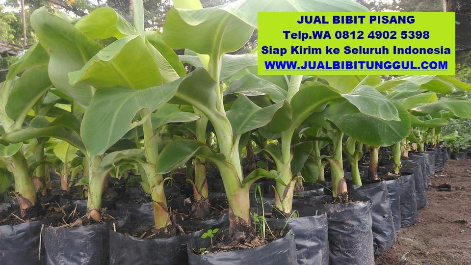 jual bibit pisang di bulungan