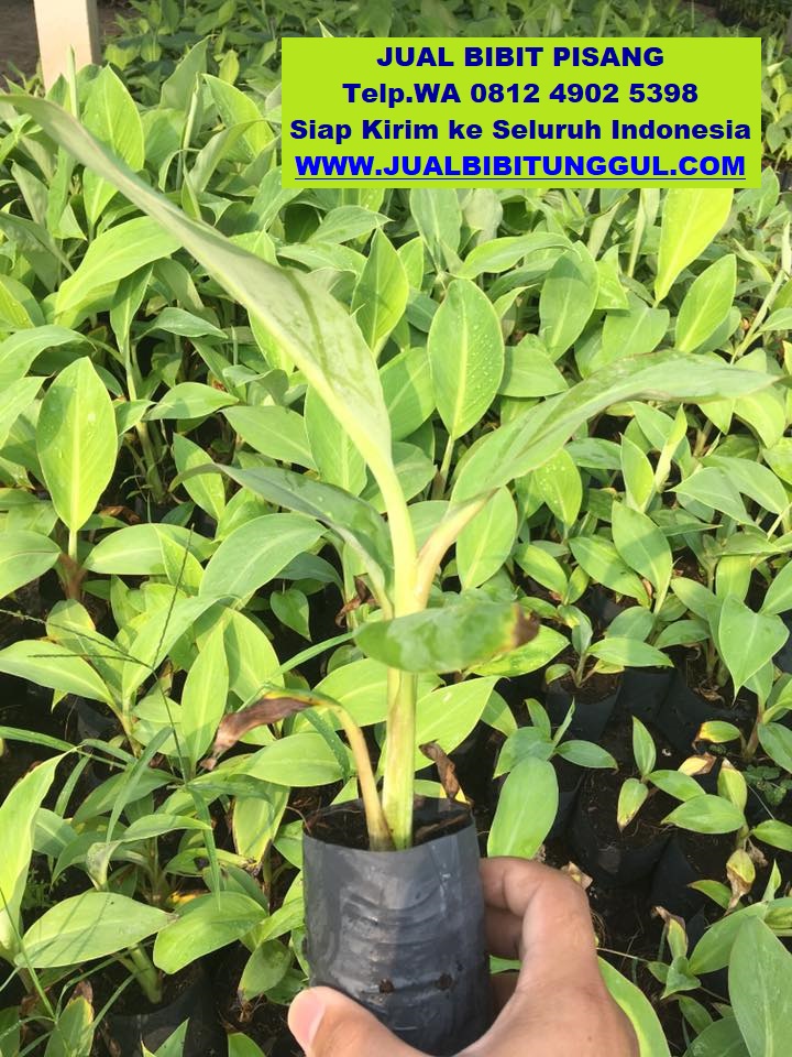 jual bibit pisang di Mamuju