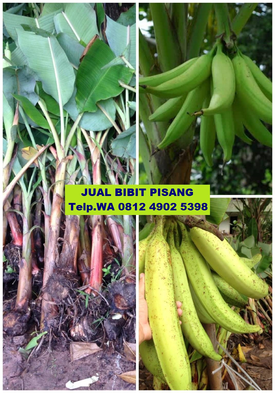 jual bibit pisang di bulungan