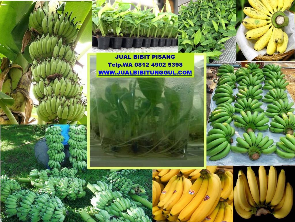 jual bibit pisang di bulungan