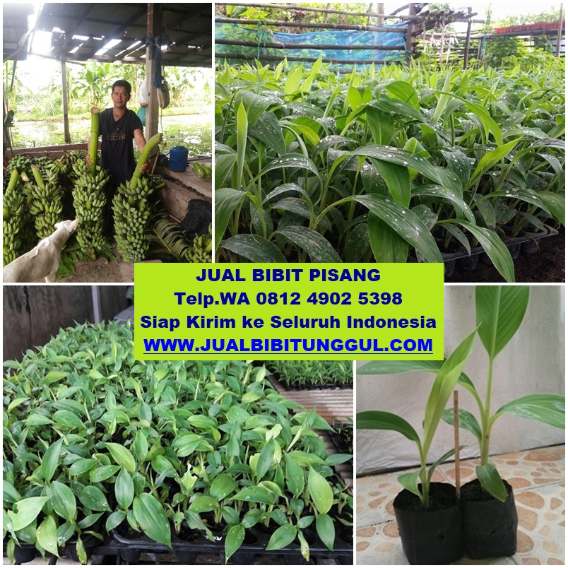 jual bibit pisang di bulungan