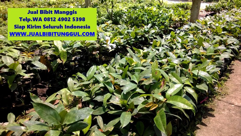 jual bibit manggis