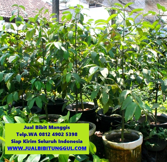 jual bibit manggis